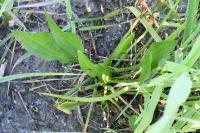 Alisma lanceolatum