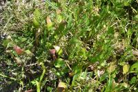 Ranunculus ophioglossifolius