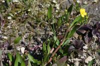 Ranunculus ophioglossifolius