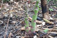 Asparagus officinalis