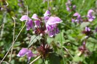 Lamium maculatum