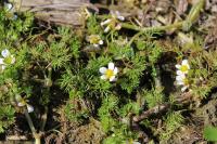 Ranunculus aquatilis