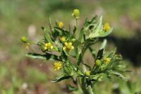 Ranunculus sceleratus