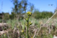 Rorippa amphibia