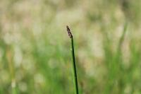 Eleocharis palustris