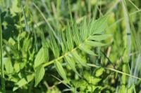 Valeriana officinalis