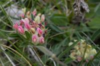 Anthyllis vulneraria