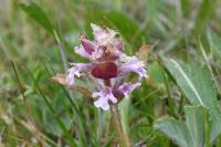 Ajuga reptans