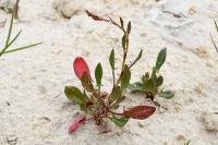Rumex acetosella