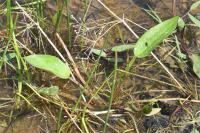 Alisma plantago-aquatica