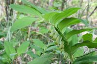Polygonatum multiflorum