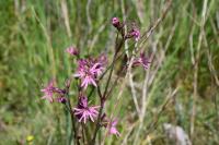 Lychnis flos-cuculi