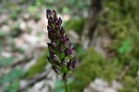 Orchis purpurea