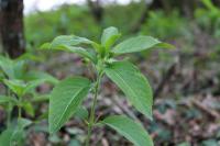 Mercurialis perennis