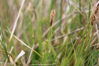 Carex lepidocarpa