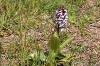 Orchis purpurea