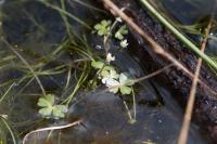 Ranunculus tripartitus