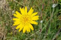 Tragopogon pratensis