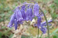Hyacinthoides non-scripta