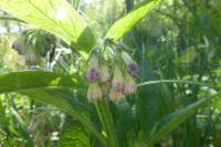 Symphytum officinale