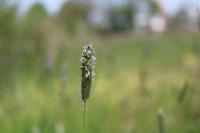 Alopecurus pratensis