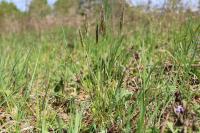 Anthoxanthum odoratum