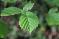 Corylus avellana
