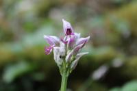 Orchis simia