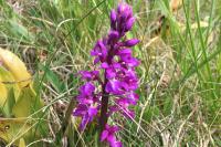 Orchis mascula