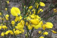 Cytisus scoparius