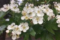 Crataegus monogyna