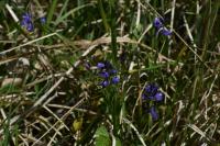 Polygala vulgaris