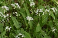 Allium ursinum