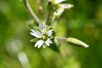 Cerastium glomeratum