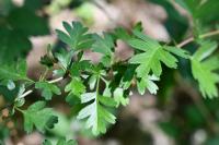 Crataegus monogyna
