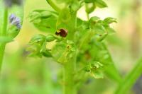 Neottia ovata