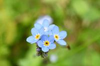 Myosotis sylvatica