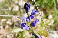 Polygala vulgaris