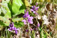 Polygala vulgaris