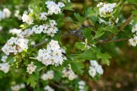 Crataegus monogyna