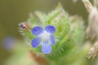 Lycopsis arvensis