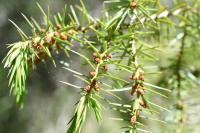 Juniperus communis