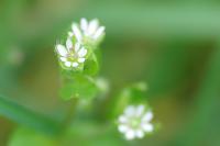 Stellaria media