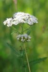 Achillea millefolium