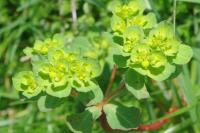 Euphorbia helioscopia