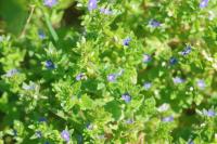 Veronica arvensis