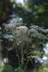 Angelica sylvestris