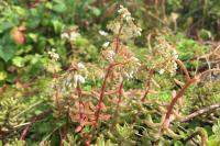 Sedum album