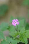 Geranium robertianum