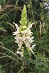 Stachys recta